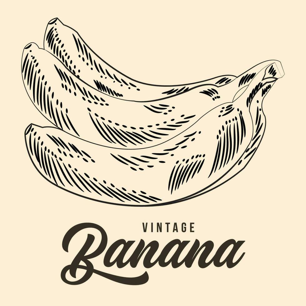 Vintage ▾ mano disegno Banana frutta schizzo vettore azione illustrazione