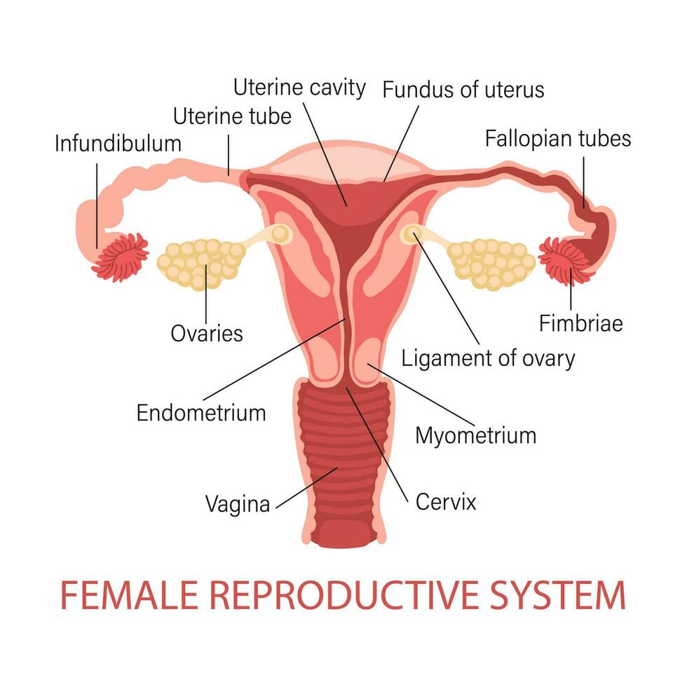 femmina riproduttore sistema. diagramma di un' salutare utero. genicologia. medico concetto. Infografica striscione. vettore