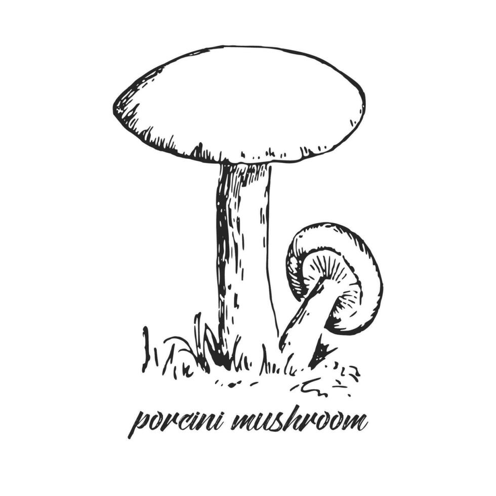 mano disegnato inchiostro illustrazione di porcini fungo. schizzo schema vettore. vettore