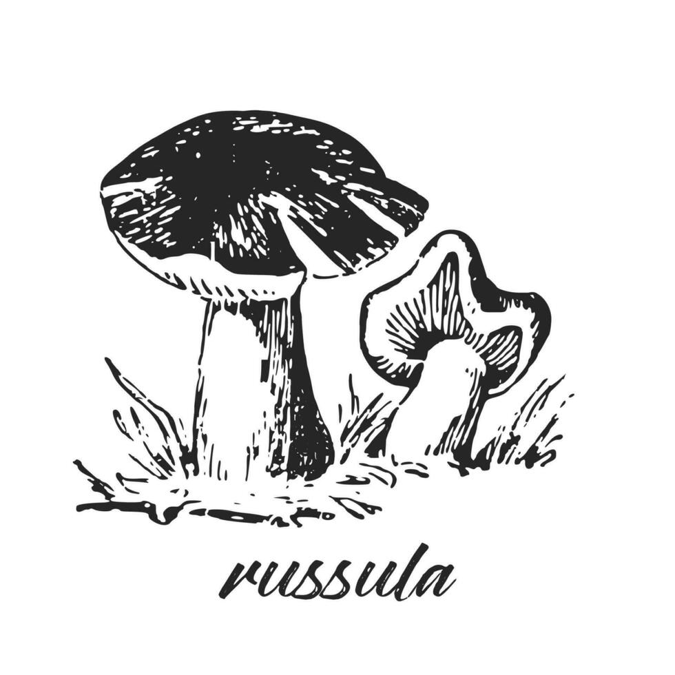 mano disegnato inchiostro illustrazione di russula fungo. schizzo schema vettore. vettore