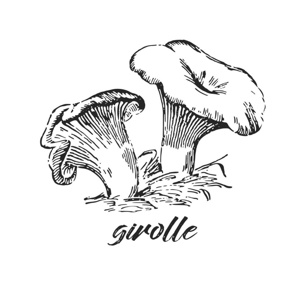 mano disegnato inchiostro illustrazione di girolle fungo. schizzo schema vettore. vettore