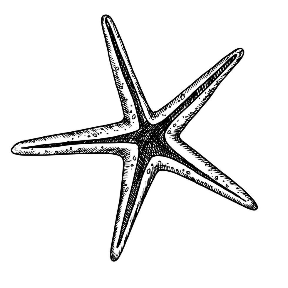 vettore stella pesce. mano disegnato illustrazione di stella marina su isolato sfondo. disegno di conchiglia nel schema stile. schizzo di mare conchiglia dipinto di nero inchiostro per icona o logo. acquaforte di conchiglia.
