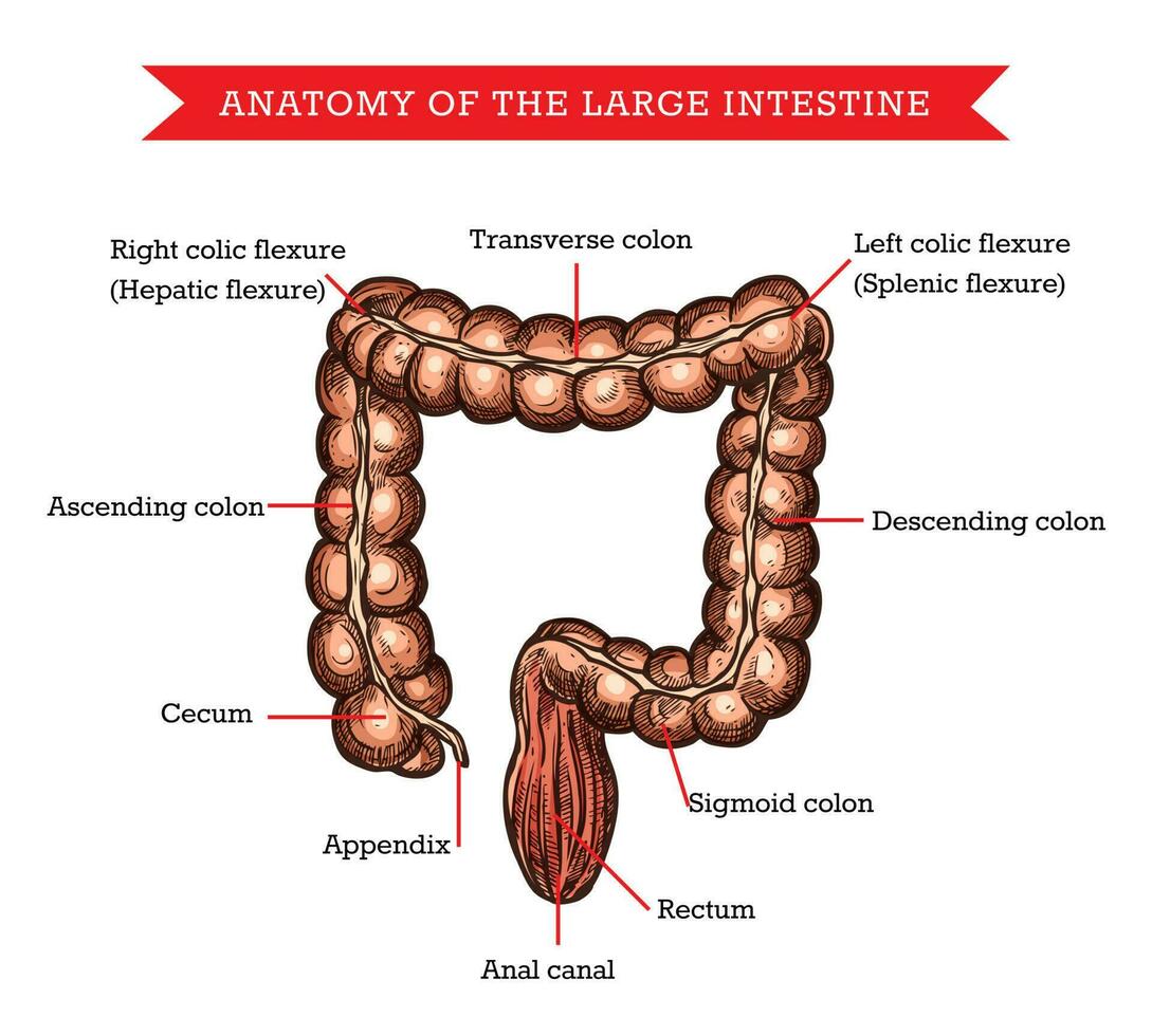 grande intestino anatomia vettore schizzo medico aiuto