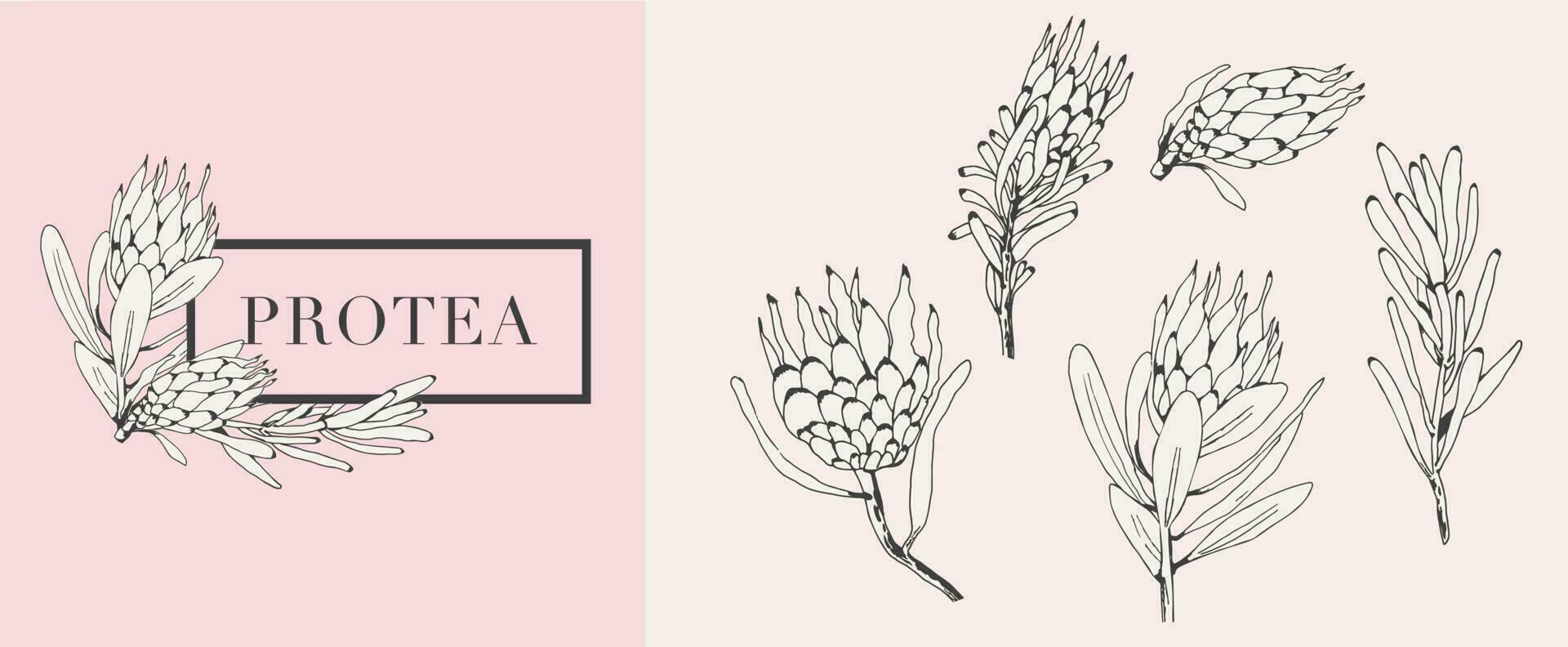 impostato di disegnato a mano protea fiori vettore