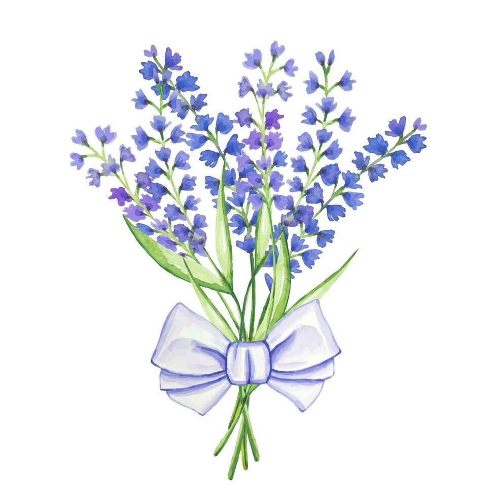 acquerello mazzo di lavanda fiore con viola arco vettore