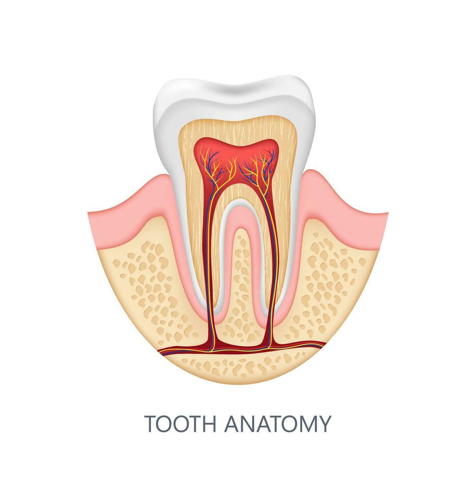 salutare dente anatomia infografica. realistico bianca dentale finto su. medico bandiera o manifesto vettore illustrazione