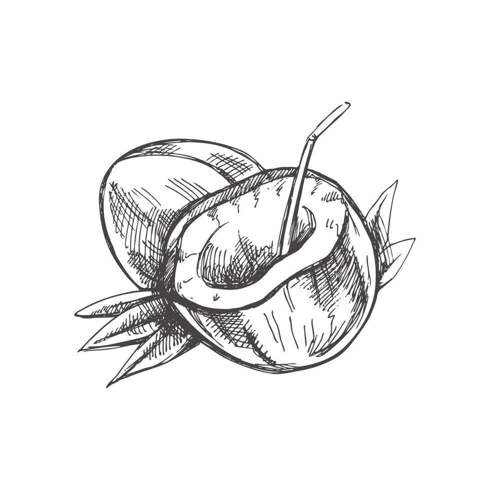realistico mano disegnato schizzo di un' totale Noce di cocco e Noce di cocco con cannuccia. Vintage ▾ vettore illustrazione isolato su bianca sfondo.