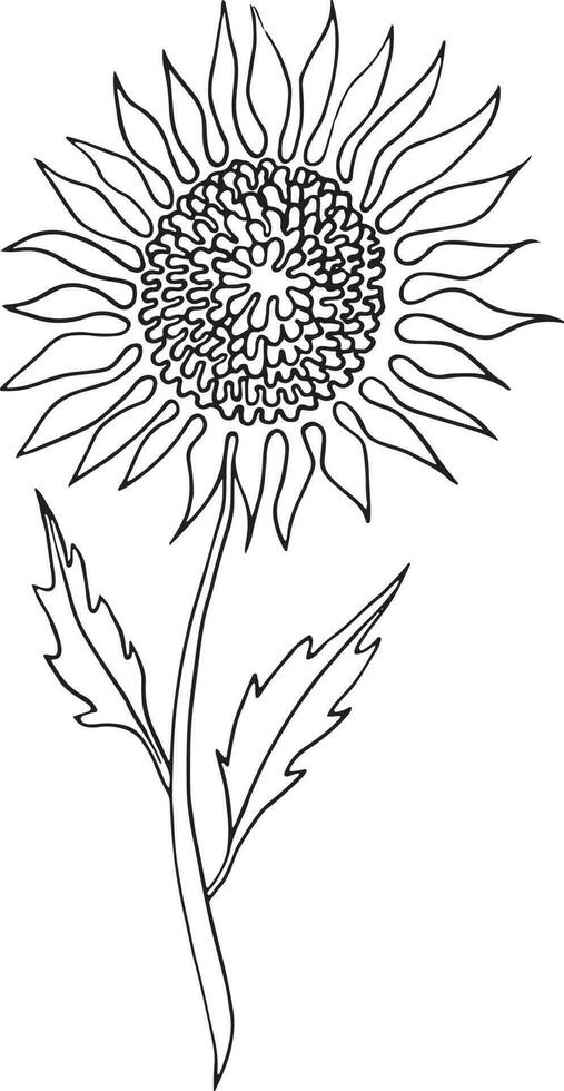 girasole, mano disegnato vettore illustrazione, floreale linea disegno, impostato di monocromatico fiore, linea arte, nero e bianca, illustrazione, vettore