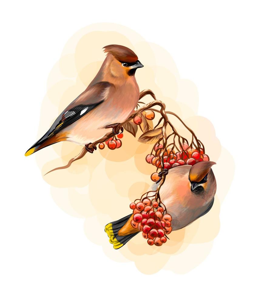un paio di bellissimi uccelli invernali uccello waxwing seduto su un ramo su sfondo bianco schizzo disegnato a mano illustrazione vettoriale di vernici