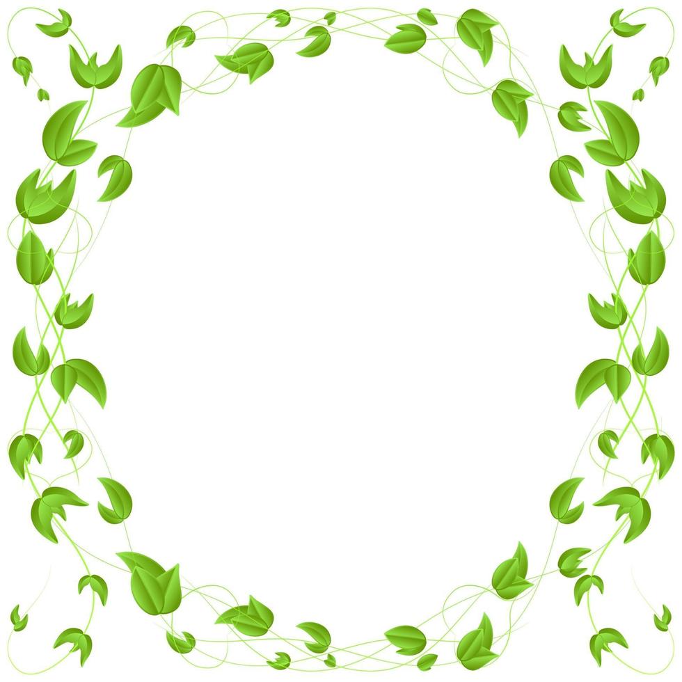 cerchio di foglie verdi su un bordo ramo isolato su sfondo bianco vettore