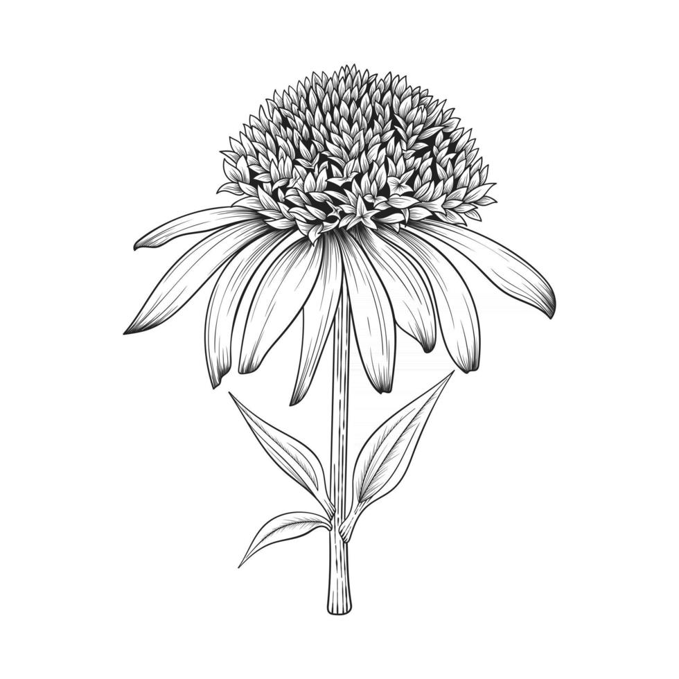 illustrazione disegnata a mano del disegno del coneflower isolata su fondo bianco vettore