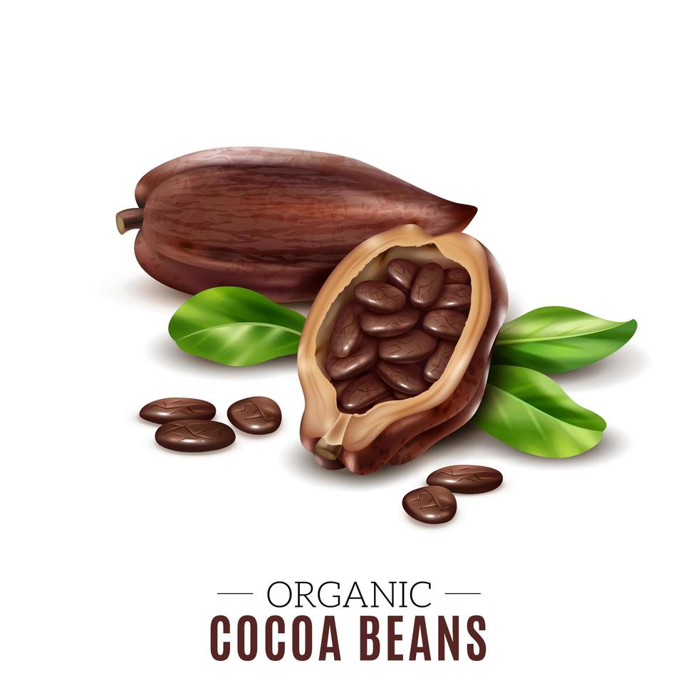 illustrazione vettoriale di composizione di cacao realistico