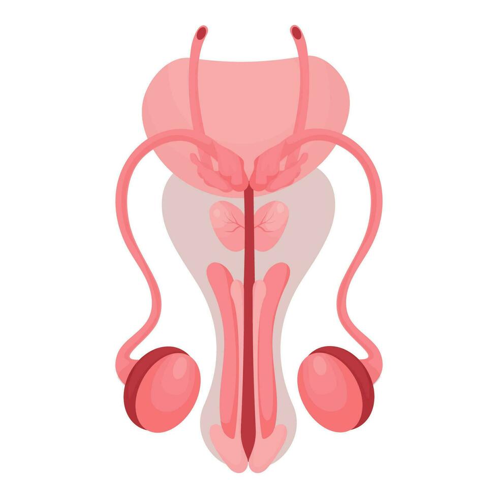 maschio riproduttore organo. salutare riproduttore interno umano sistema nel cartone animato stile. vettore illustrazione. isolato su bianca sfondo.