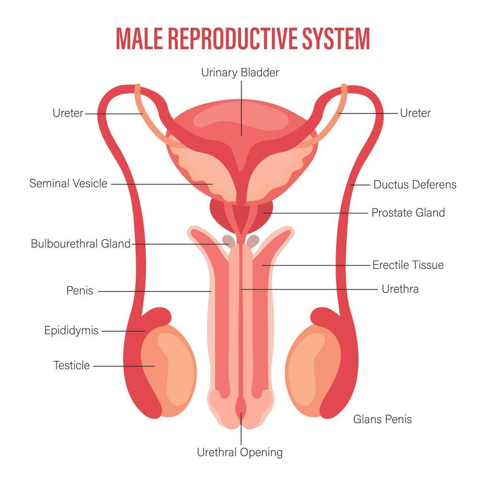 maschio riproduttore sistema icona con descrizione isolato su bianca sfondo. anatomia di il interno organi di uomo. illustrazione, vettore