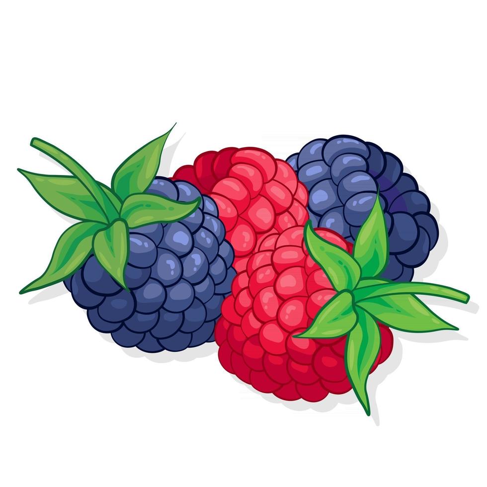 lampone e mora frutta dolce illustrazione per il web isolato su sfondo bianco vettore