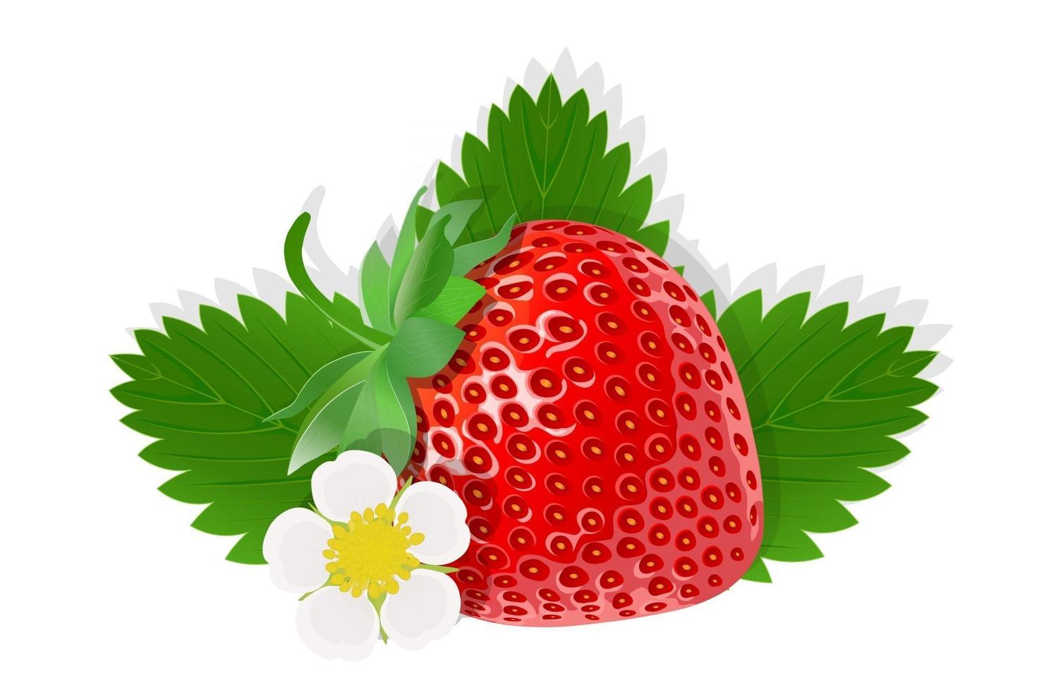fiore di fragola illustrazione per il web isolato su sfondo bianco vettore