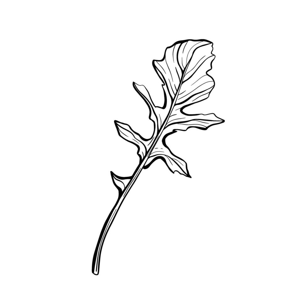 rucola isolato su uno sfondo bianco. rucolla-fragrante, deliziose verdure. erbe italiane. illustrazione vettoriale in stile doodle.