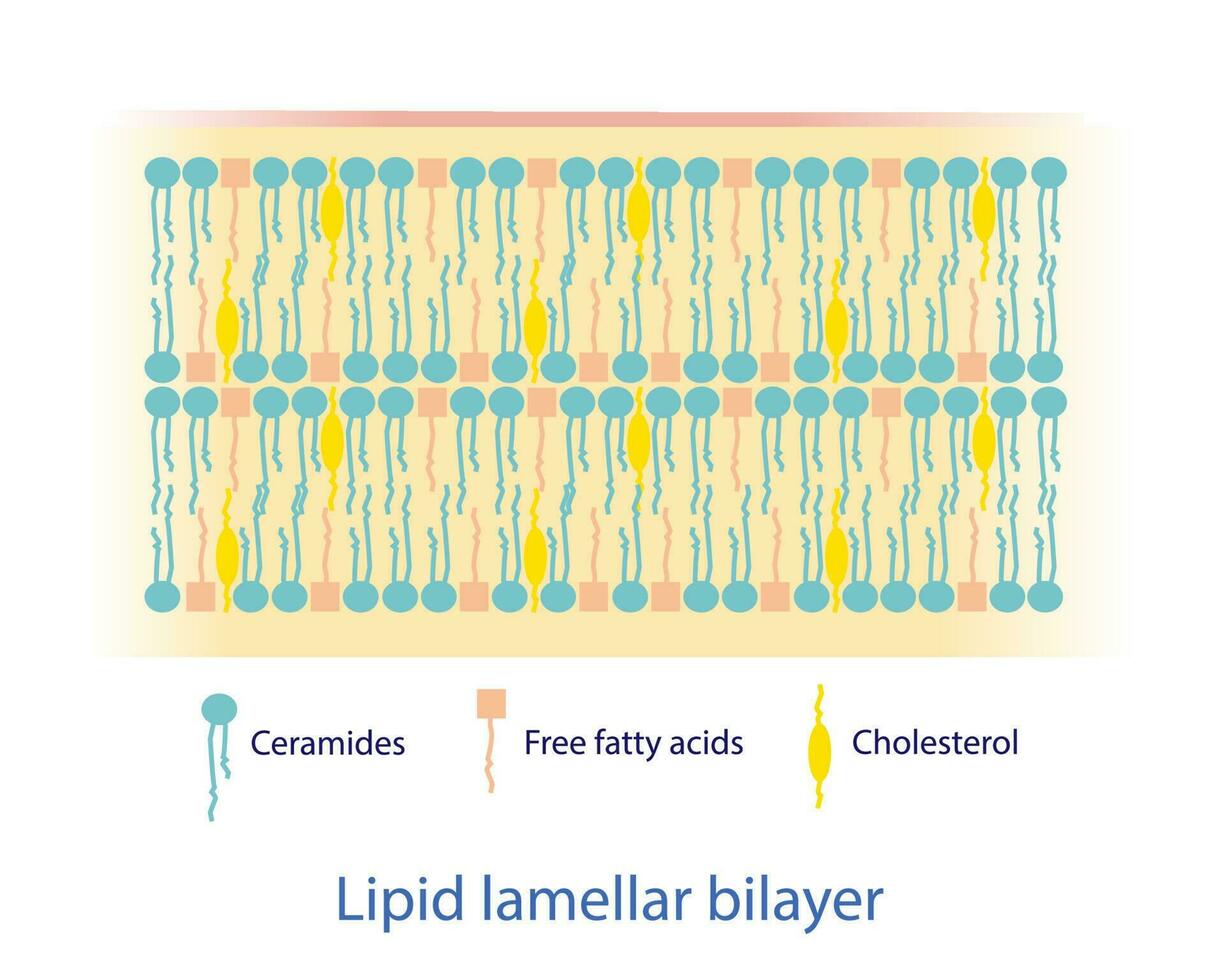 lipidico lamellare doppio strato diagramma vettore su bianca sfondo. il lipidico componenti soprattutto consistere di ceramidi, gratuito Grasso acidi, e colesterolo, quale siamo disposte in lipidico lamellare doppi strati.