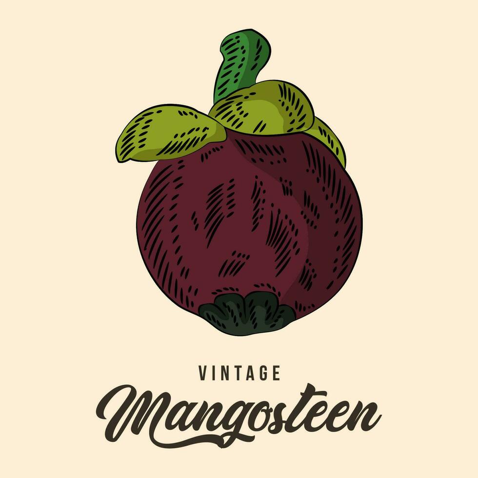 Vintage ▾ mano disegno mangostano frutta schizzo vettore azione illustrazione colore