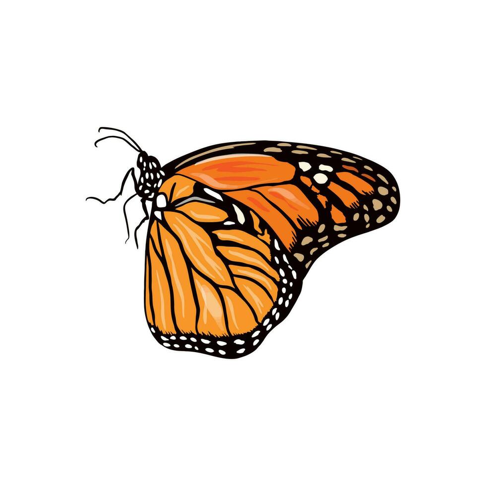 monarca la farfalla. vettore illustrazione di insetti, arancia la farfalla. design elemento per saluto carte, nozze inviti, tessili, copertine, involucro carta.