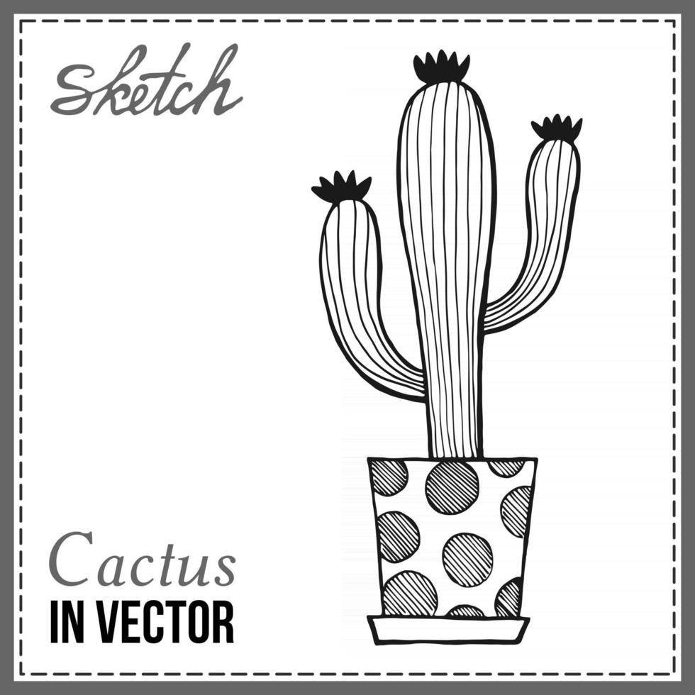 cactus isolato su uno sfondo bianco vettore