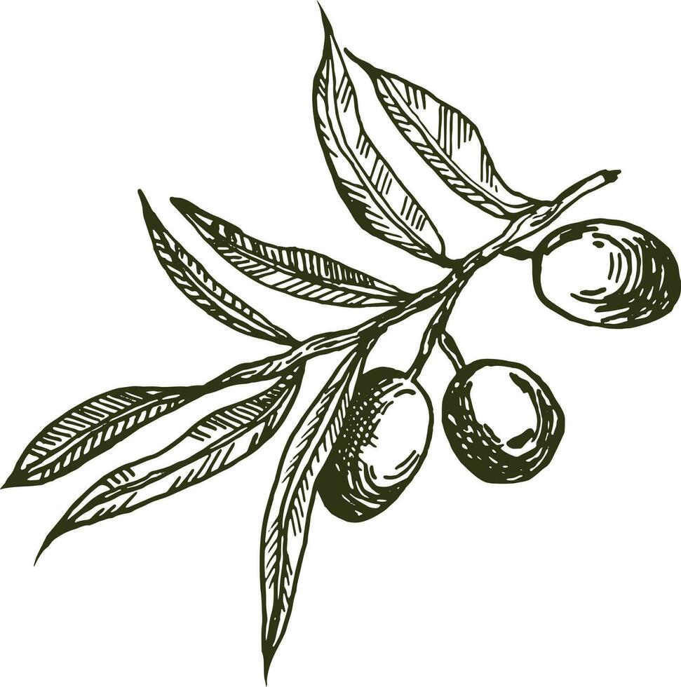 oliva rami grafica vettore. isolato su un' bianca sfondo. olive disegnato a mano, vettore grafica. monocromatico oliva rami