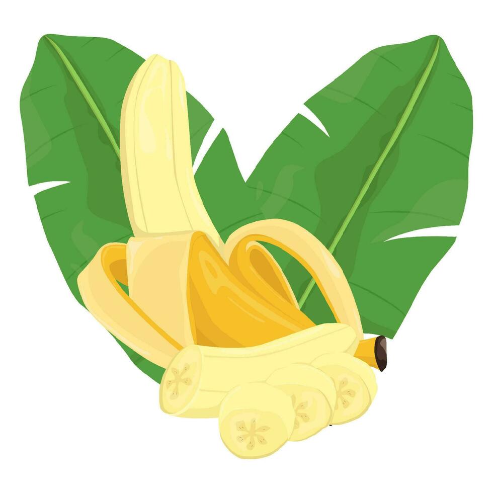 impostato di Banana isolato su bianca sfondo le foglie vettore elemento. impostato di totale, tagliare nel metà, affettato su pezzi