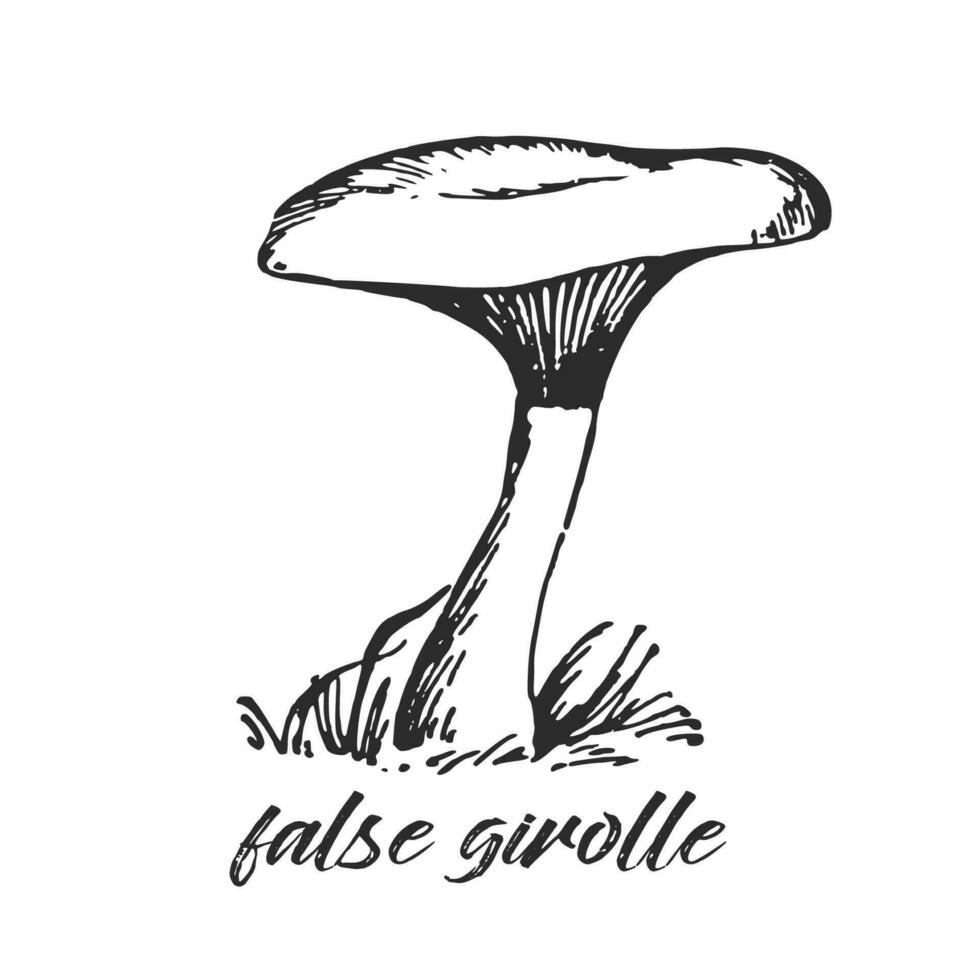 mano disegnato inchiostro illustrazione di velenoso falso girolle fungo, falso cantharellus. schizzo schema vettore. vettore
