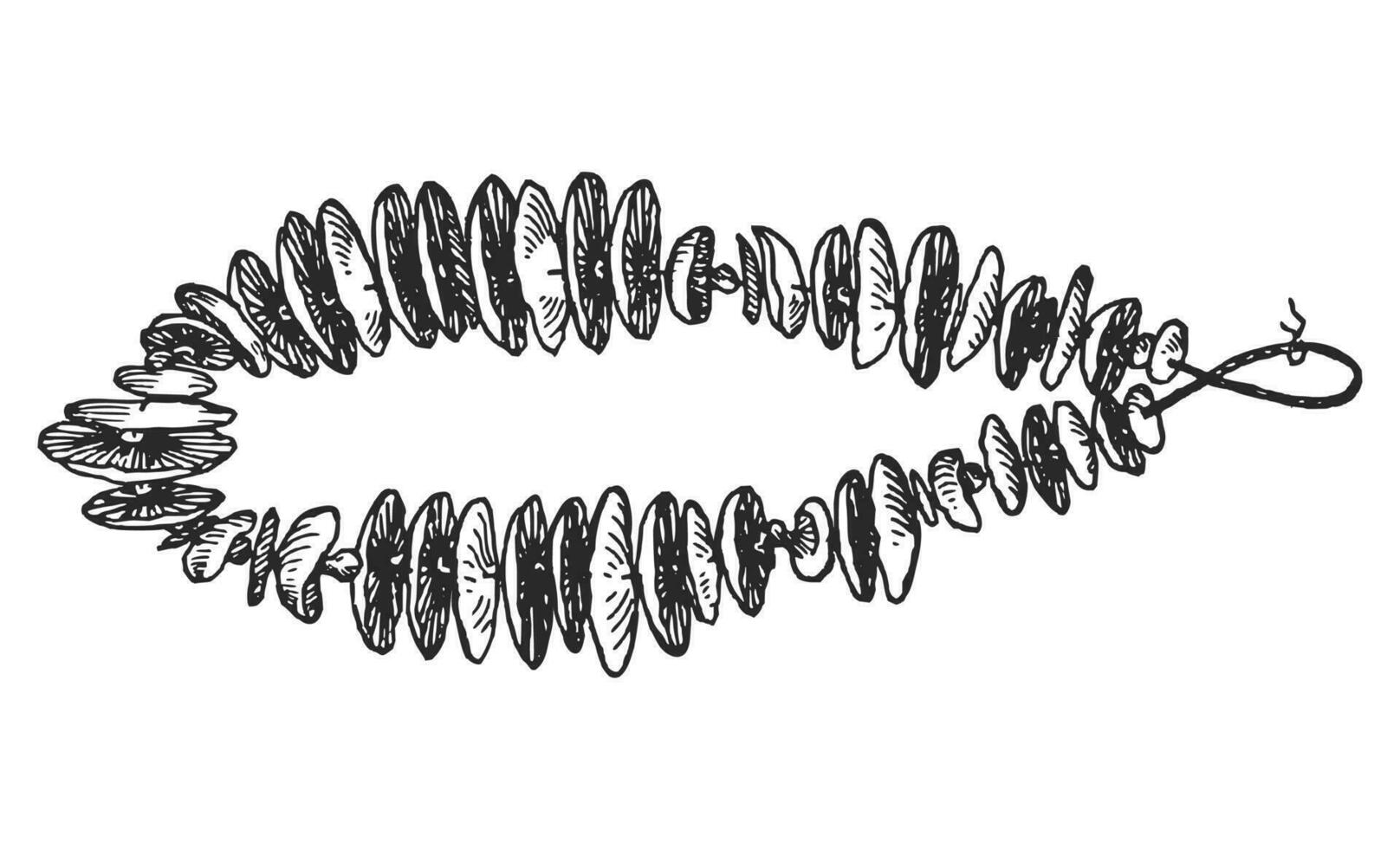 secco funghi mano disegnato inchiostro illustrazione. schizzo vettore disegno.