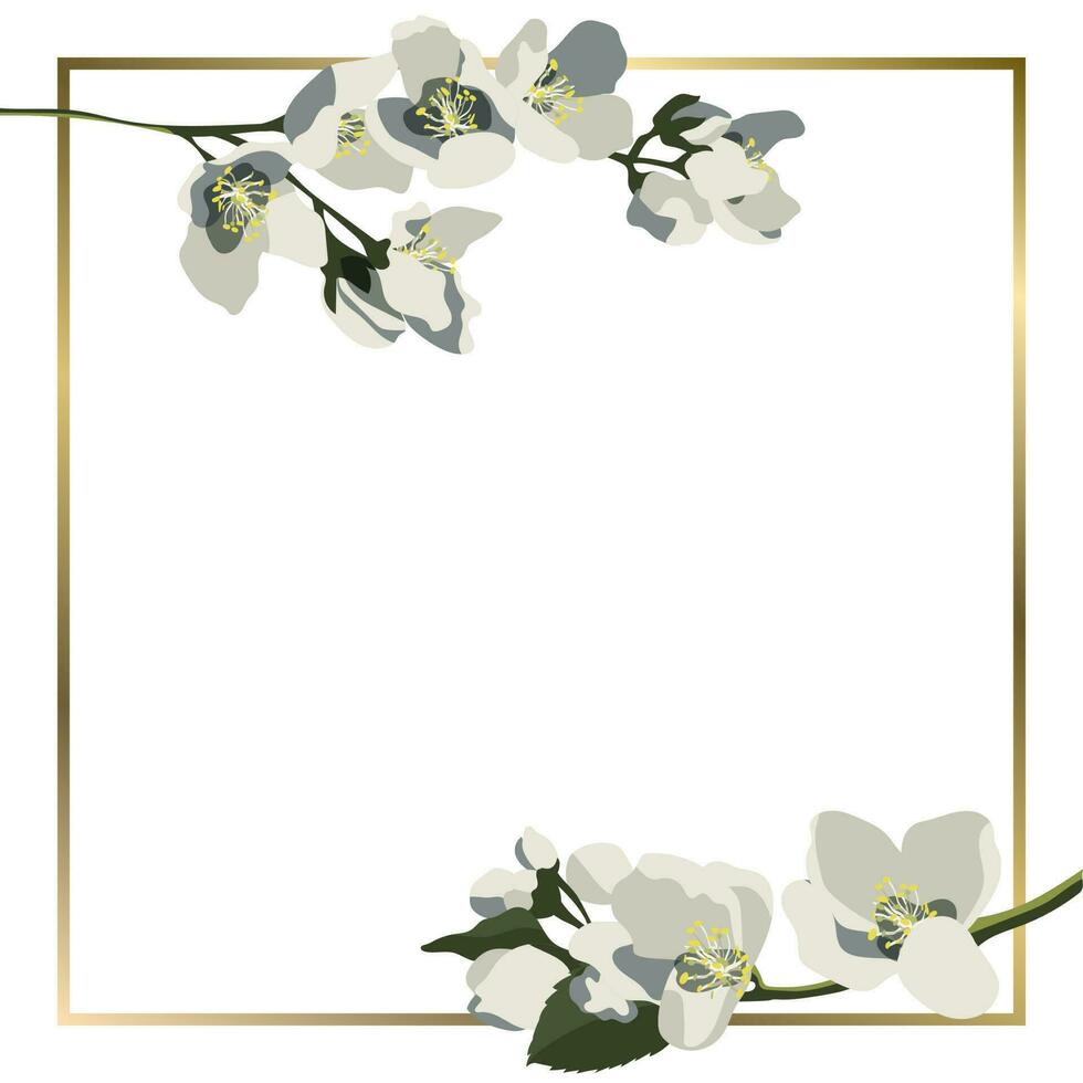 sfondo quadrato vettoriale con rami di gelsomino in fiore e cornice dorata