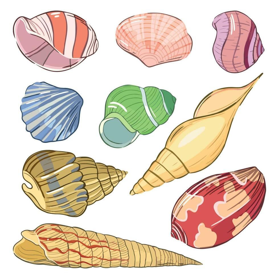 vettore impostato di bellissimo mare conchiglie. decorativo colorato diverso grafico conchiglie