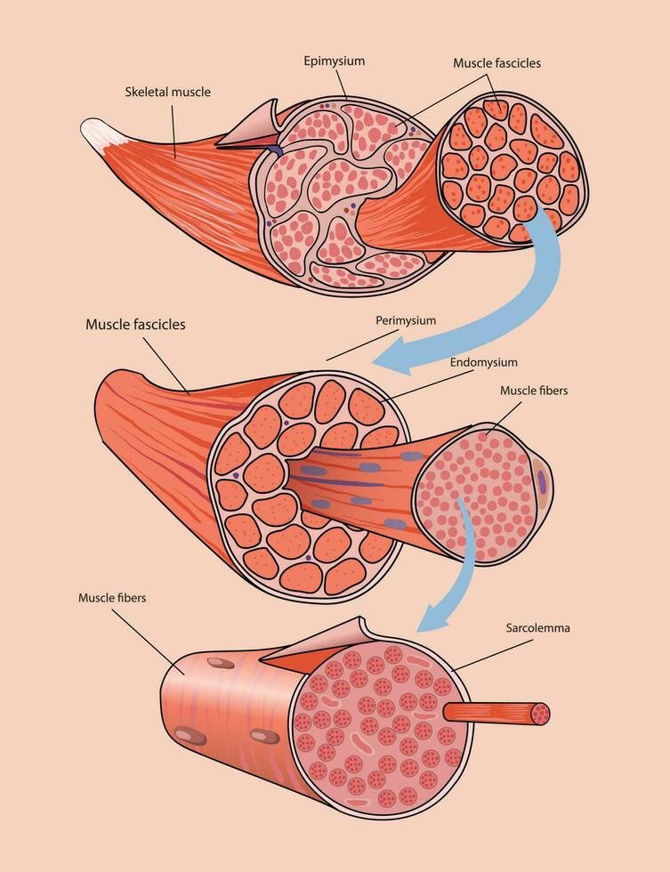 illustrazione di scheletrico muscolo anatomia vettore