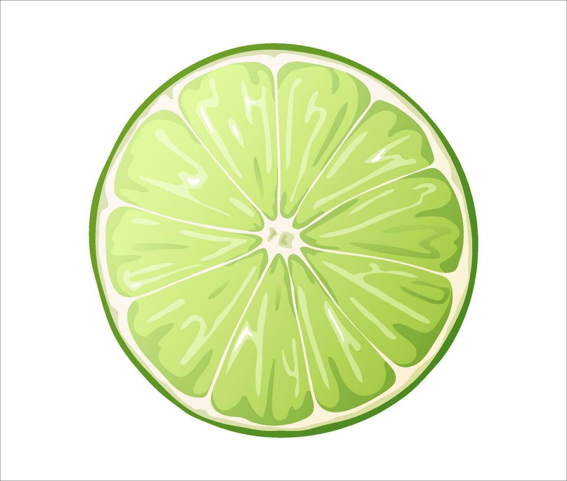 fresco tagliare lime isolato su bianca sfondo. verde agrume frutta. vettore illustrazione di lime fetta