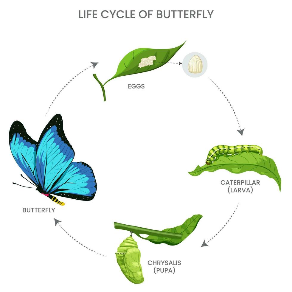 farfalla vita ciclo, uovo, bruco, pupa, adulto. metamorfosi a partire dal strisciando per volante vettore