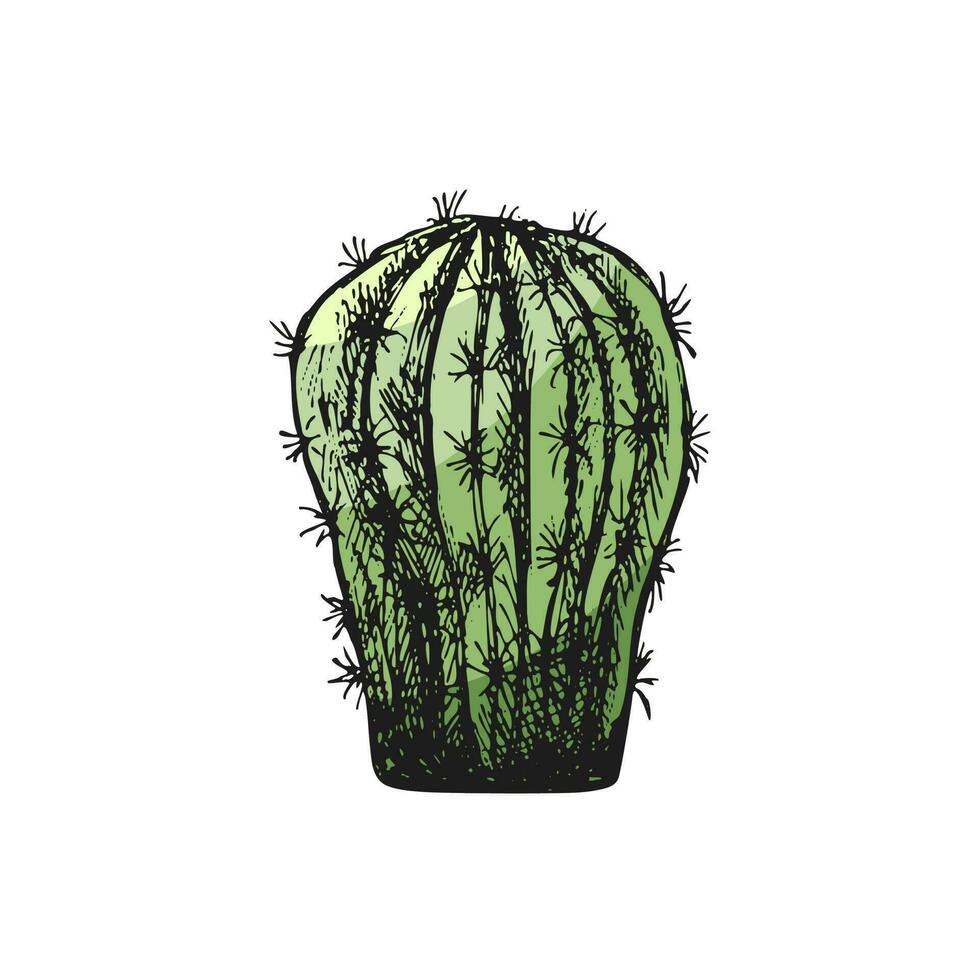 mano disegnato colorato vettore schizzo di un' cactus. isolato elemento per design. Vintage ▾ illustrazione. elemento per il design di etichette, confezione e cartoline. monocromatico disegno.