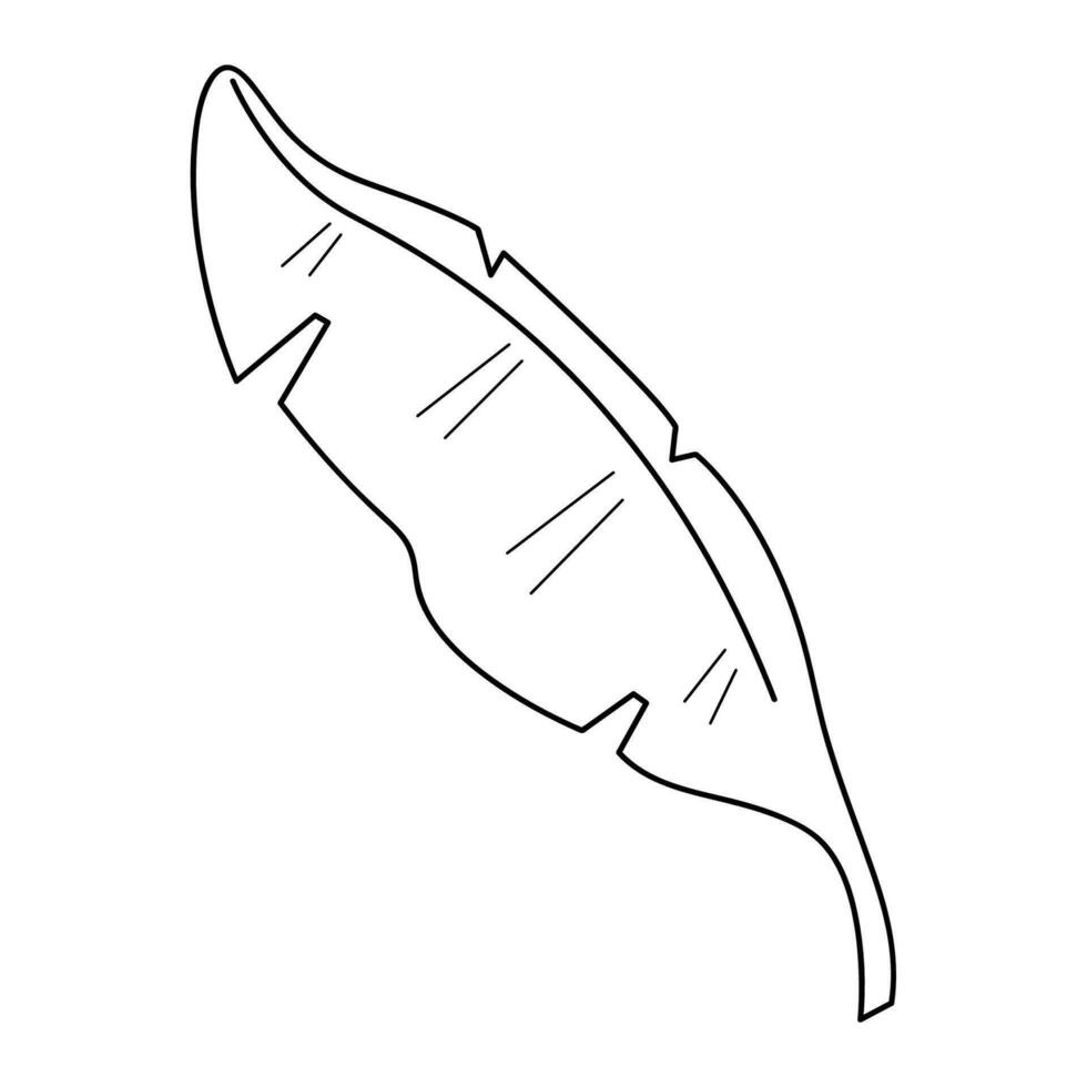 palma foglia nel scarabocchio stile4. nero e bianca vettore illustrazione.