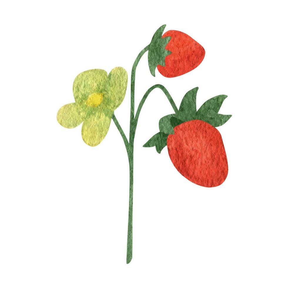 selvaggio fragole, foresta acquerello clipart vettore