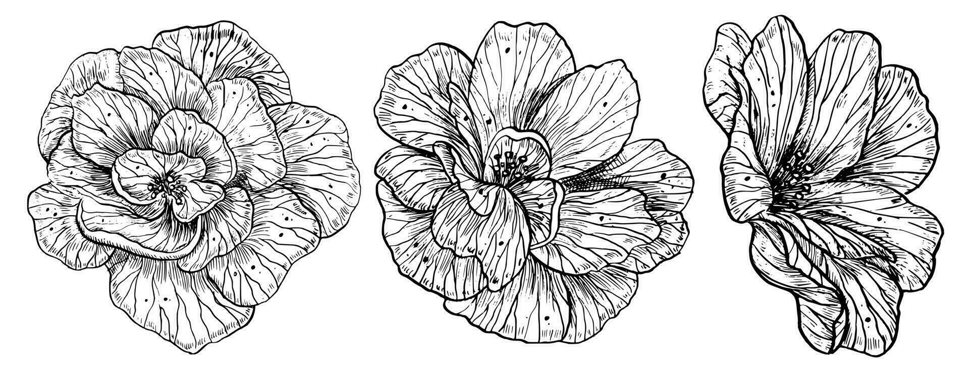 rosa fiori impostare. mano disegnato floreale vettore illustrazioni su bianca isolato sfondo nel schema stile. grafico disegno di peonia dipinto di nero inchiostro per icona o logo. botanico incisione invito.