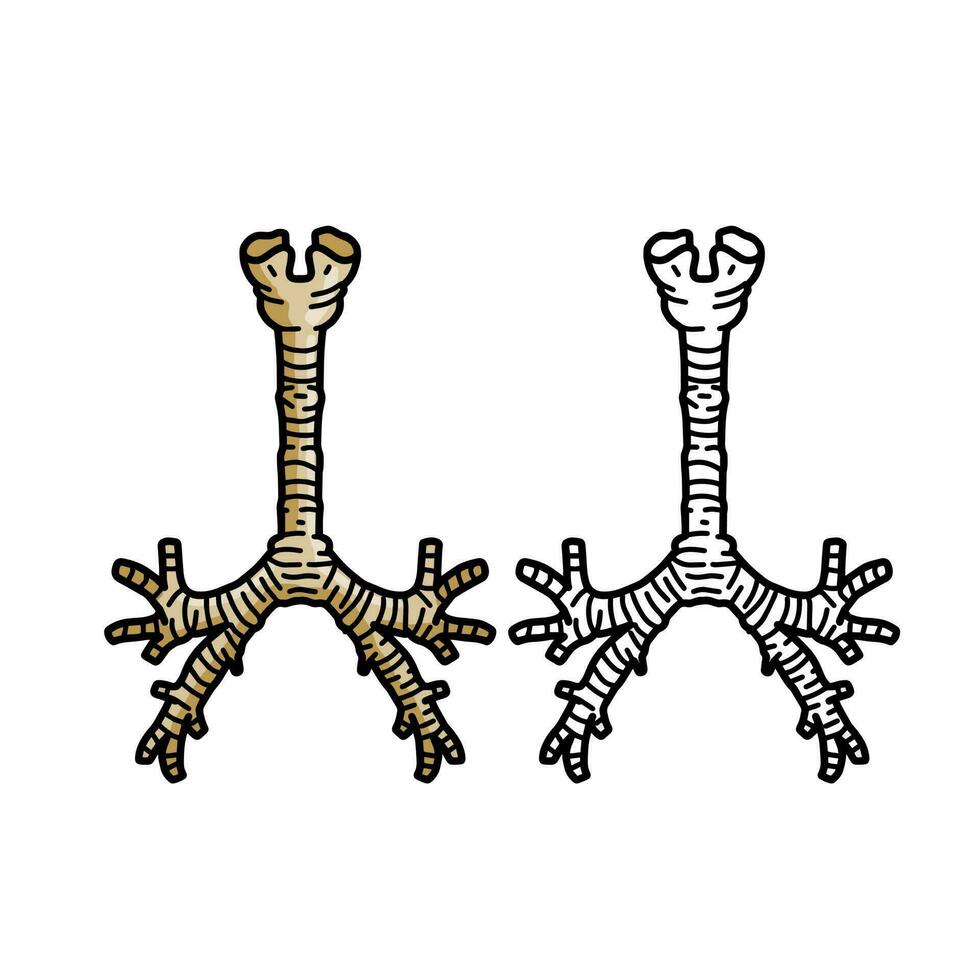 trachea interno organo. respiratorio tratto e laringe. respirazione e medico illustrazione isolato su bianca sfondo vettore