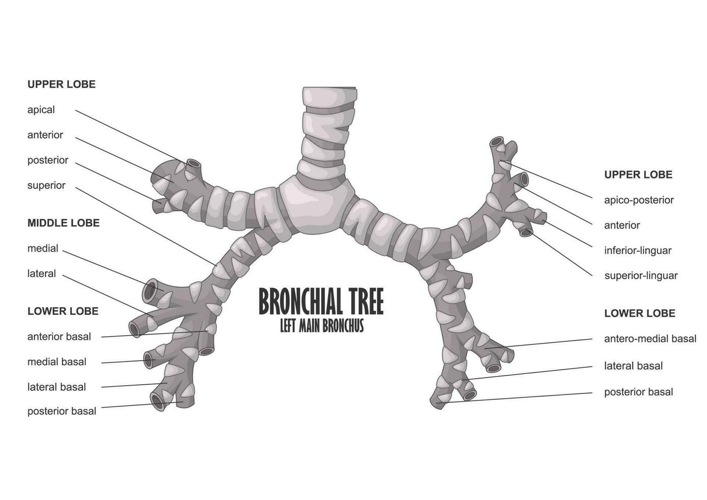 bronchiale albero sinistra principale bronco umano anatomia, vettore illustrazione