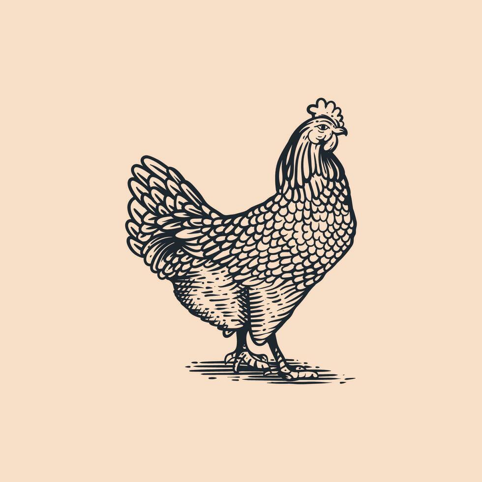 illustrazione Vintage ▾ pollo vettore