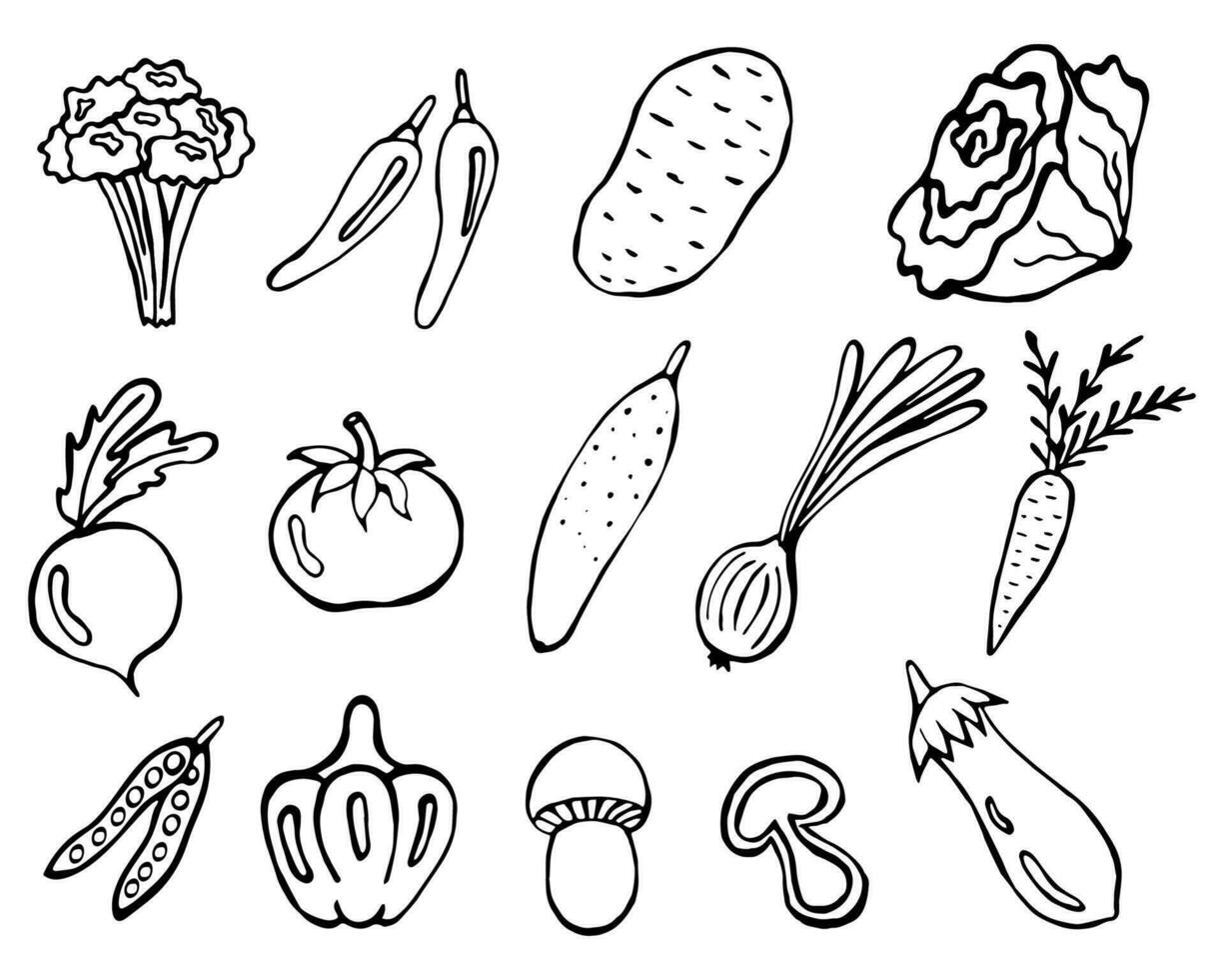 salutare verdure scarabocchio impostare. vettore Immagine su un' bianca sfondo, elementi. broccoli, peperoni, patate, cavolo, barbabietole, pomodori, cetrioli, cipolle, carote, piselli, campana peperoni, funghi, melanzana.