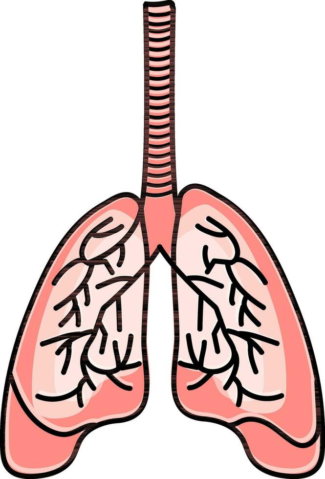 umano polmoni anatomia piatto vettore. vettore