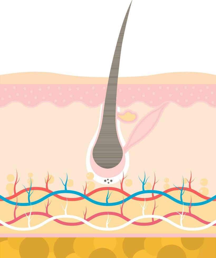 catagen transizione palcoscenico di capelli crescita o perdita anatomia piatto vettore. vettore