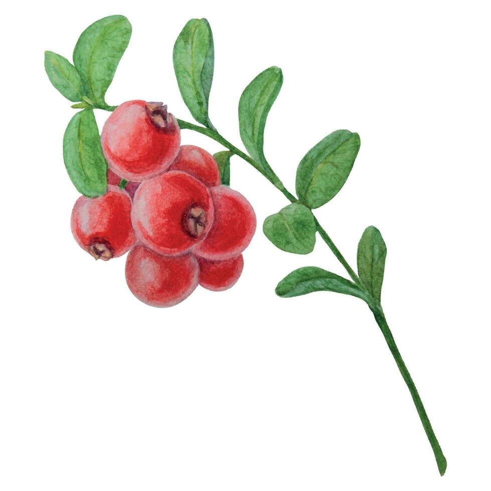 selvaggio rosso frutti di bosco acquerello mano disegnato botanico realistico illustrazione. foresta mirtillo, mirtillo rosso ramo isolato su bianca sfondo. grande per stampa su tessuto, cartoline, inviti, menu vettore