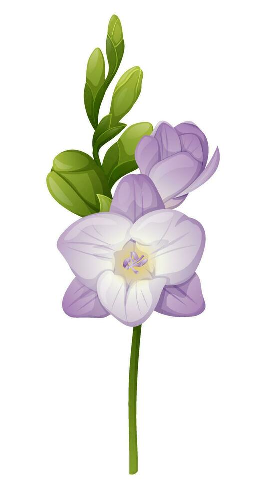 bellissimo viola fresia fiore su un isolato sfondo. design elemento per nozze inviti, carte. Vintage ▾ floreale di fioritura fresia vettore