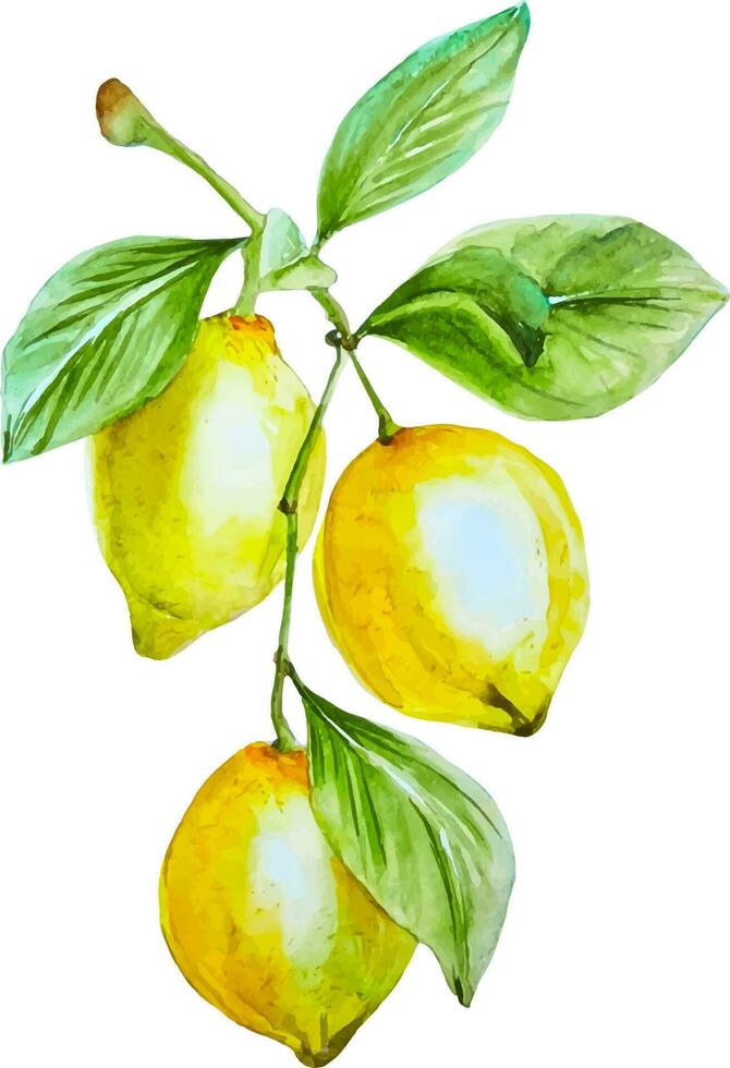 acquerello ramo con tre giallo limoni con le foglie mano disegnato clipart isolato vettore