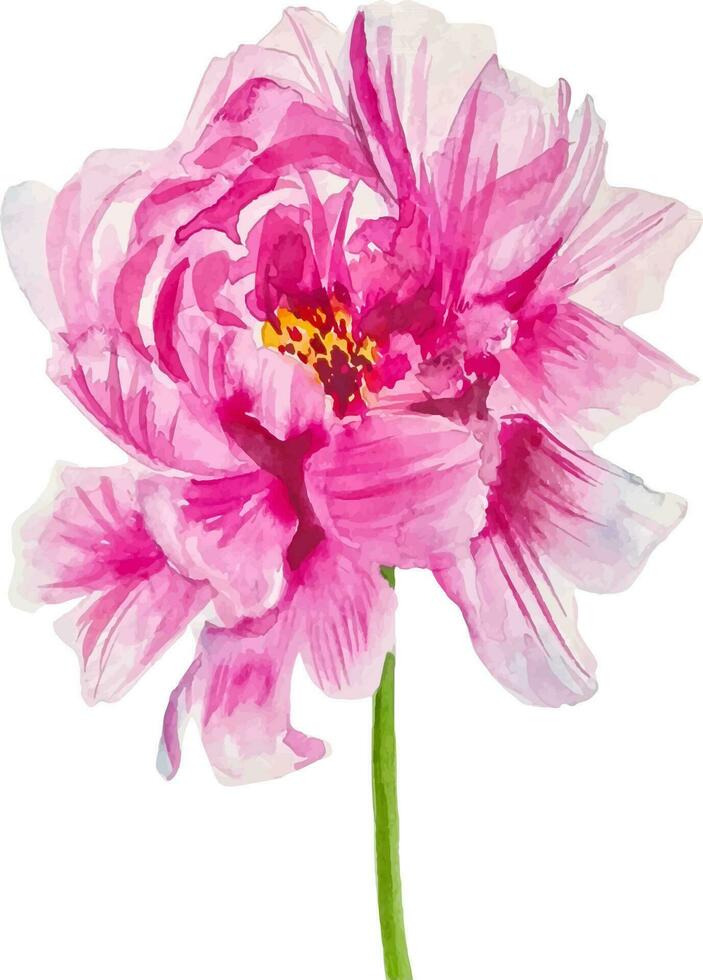 Aperto rosa peonia floreale acquerello illustrazione clipart isolato vettore