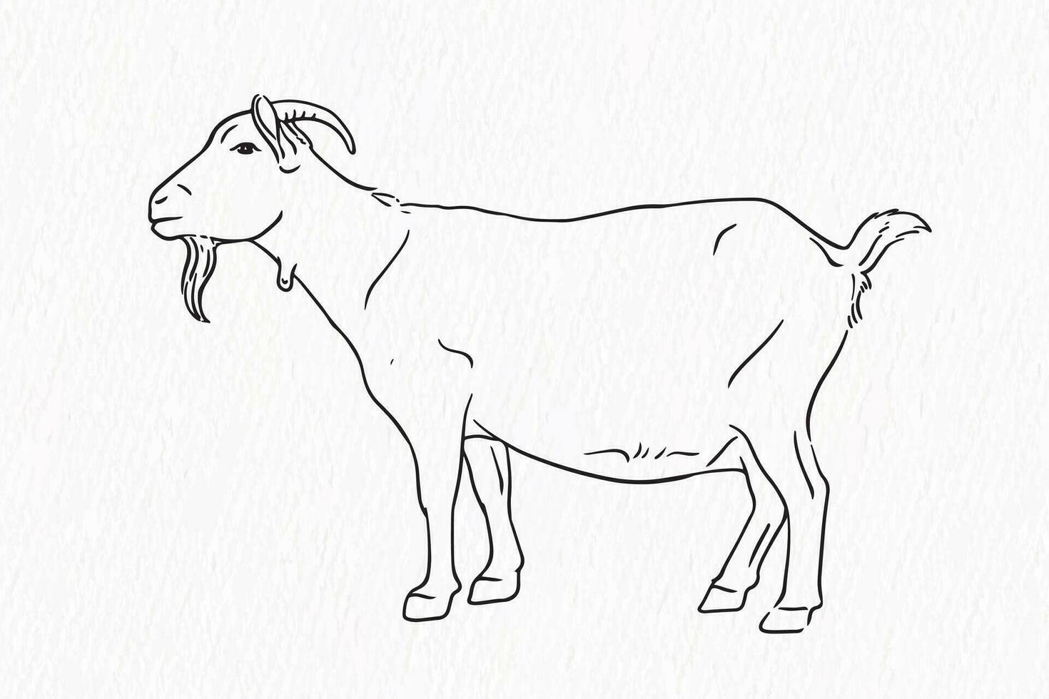 domestico animale linea disegno. capra per Qurbani schema vettore