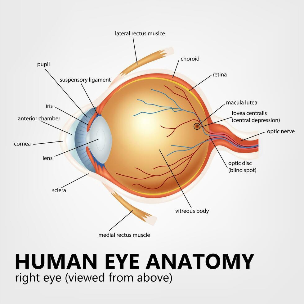 umano occhio anatomia, giusto occhio visto a partire dal sopra, vettore illustrazione